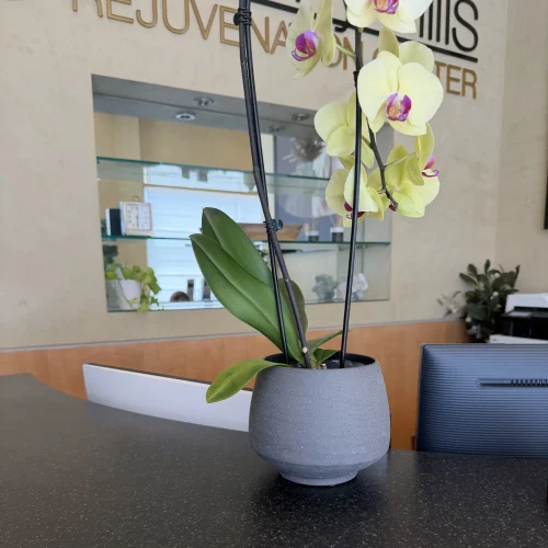 Reception area with orchid at Active Body Chiropractic